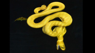 Esta perturbadora serpiente marina caza a sus presas usando una técnica aterradora